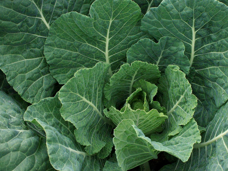 SPINNER F1 Hybrid Collards