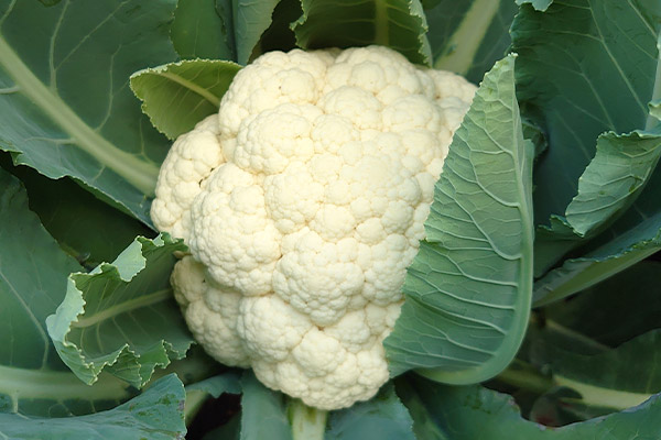 SWIFT F1 Hybrid Cauliflower