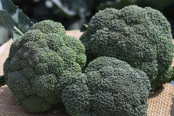 HARRIET F1 Hybrid Brocolli