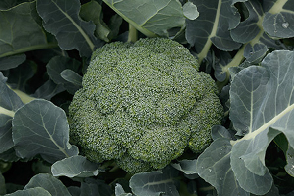 IMPALA F1 Hybrid Brocolli