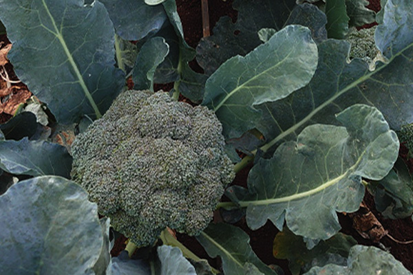 ROCK F1 Hybrid Brocolli