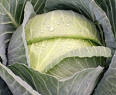 WINNER F1 Hybrid Cabbage