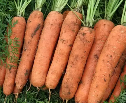 RAVINE F1 Hybrid Carrot