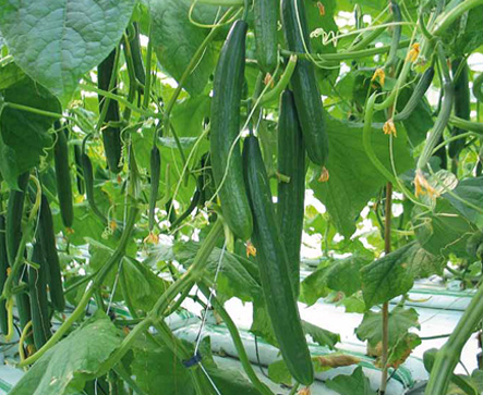 LONG DUTCH F1 Hybrid Cucumber