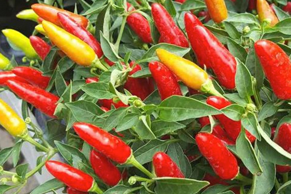 SHORT ACHI F1 Hybrid Hot Pepper 