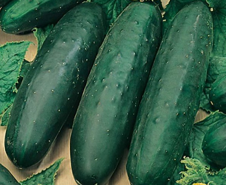 Cucumber MARKETMORE