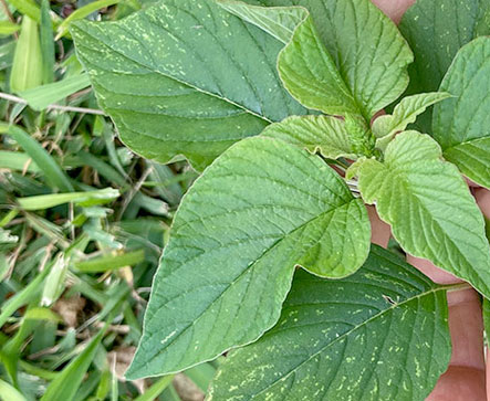 Amaranth Mchicha DODO