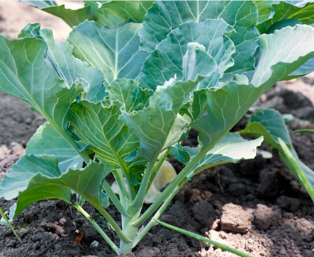 Kale Multi Leaved