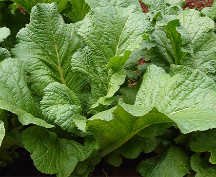 Mustard Broadleaf 