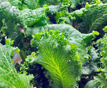 Spinach MUSTARD BROADLEAF