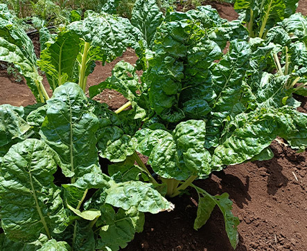 Spinach FORDHOOK GIANT