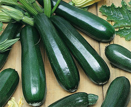 PHILEX  F1 Hybrid Squash