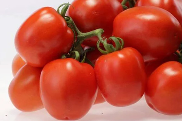 DANNY F1 Hybrid Tomato