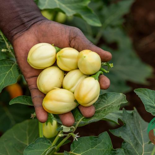 Eggplant WHITE NTULA