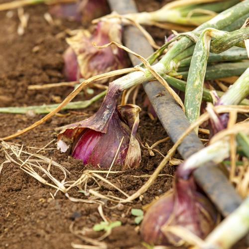 Hybrid Onion Vaquita F1