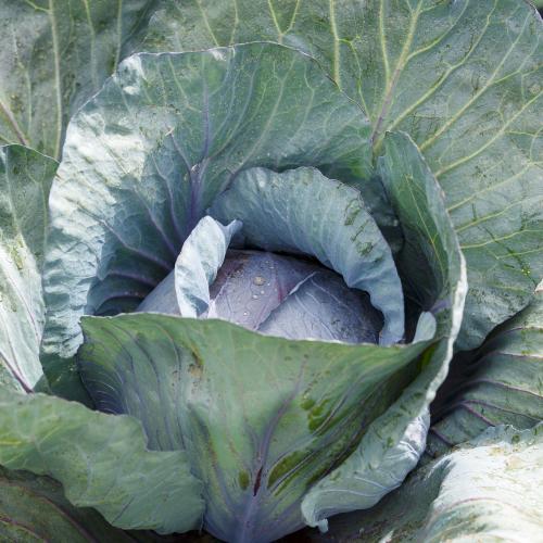Hybrid Cabbage Pendo F1