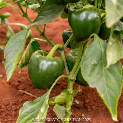 Hybrid Sweet Pepper Batian F1