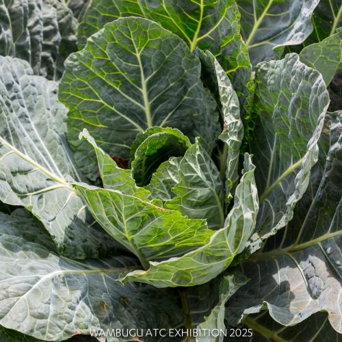 Hybrid Collard Spiner F1