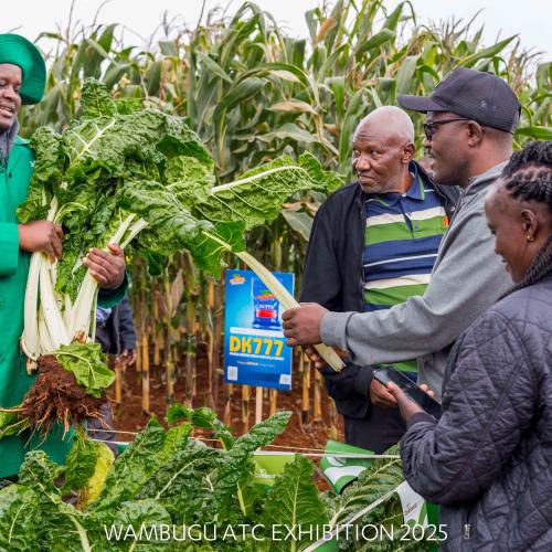 An agronomist from Continental displays Ford Hook Giant Swiss Chard