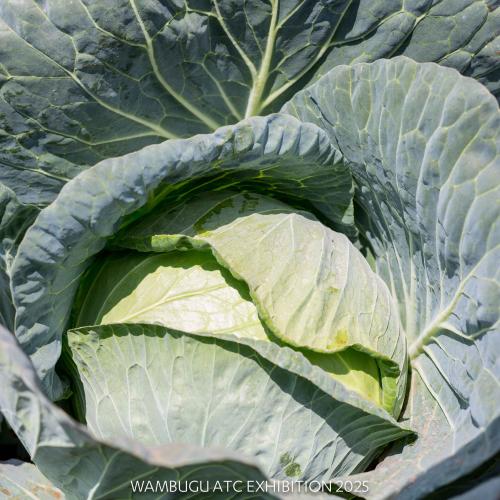 Hybrid Cabbage Winner F1