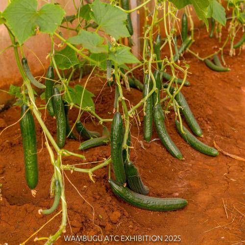 Hybrid Cucumber Long Dutch F1