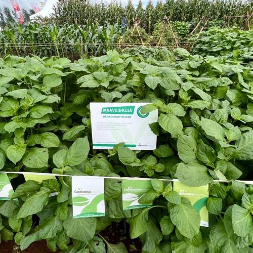 Broad Nightshade Mnavu Shujja